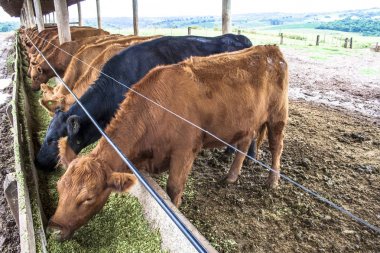 Kırmızı angus doğumdan sığır Brezilya