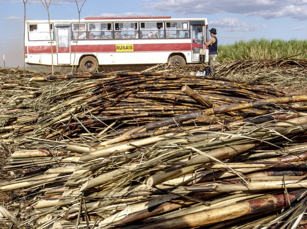 Piracicaba, Sao Paulo, Brezilya, 05 Eylül 2007: İşçilerin manuel şeker kamışı, Sao Paulo devlet toplayabilir sonra onları geri şehre götürmek için otobüs atılmak