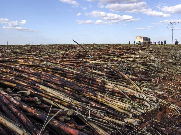 Piracicaba, Sao Paulo, Brezilya, 05 Eylül 2007: İşçilerin manuel şeker kamışı, Sao Paulo devlet toplayabilir sonra onları geri şehre götürmek için otobüs atılmak