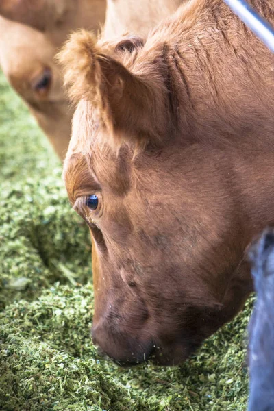 Kırmızı angus doğumdan sığır Brezilya