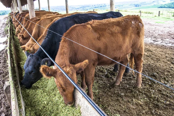 Kırmızı angus doğumdan sığır Brezilya