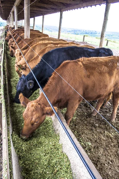 Red Angus Ganado Confinamiento Brasil — Foto de Stock