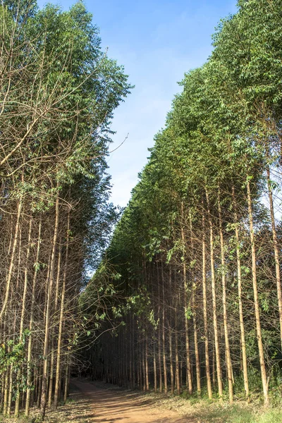 Лес Эвкалипта Штате Сан Паулу Бразилия — стоковое фото