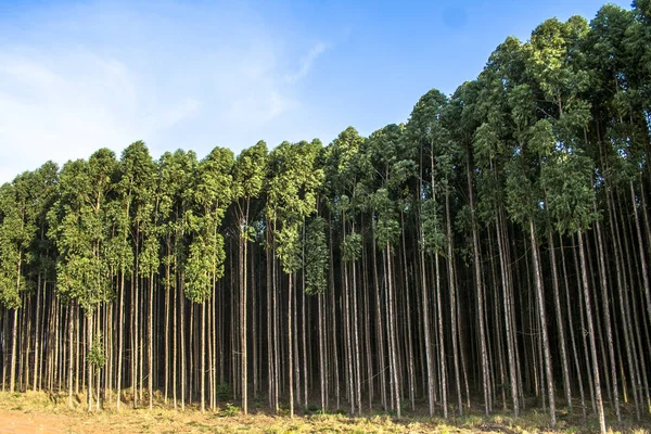 Wald Aus Eukalyptusbäumen Brasilianischen Bundesstaat Sao Paulo — Stockfoto