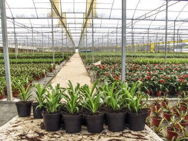 Sera bromeliad kırmızı çiçek