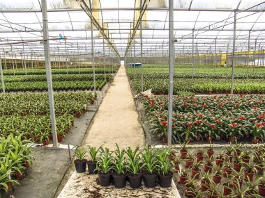Sera bromeliad kırmızı çiçek