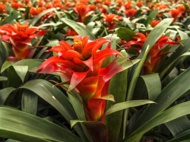 Sera bromeliad kırmızı çiçek