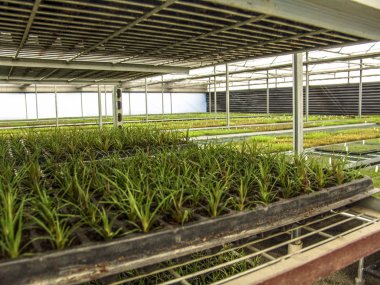 Sera bromeliad kırmızı çiçek