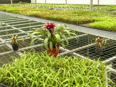 Sera bromeliad kırmızı çiçek