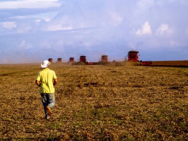 Meto Grosso, Brezilya, 01 Mart 2008. Bir grupta Mato Grosso, kitle soya hasat
