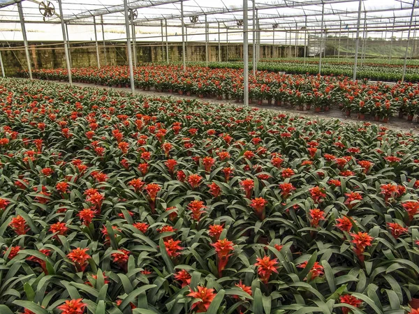 Бромелієвих Червона Квітка Теплиці — стокове фото