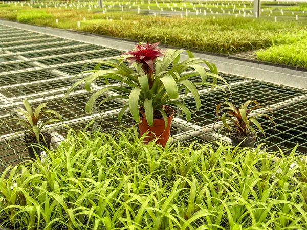 Bromelia Czerwony Kwiat Szklarni — Zdjęcie stockowe