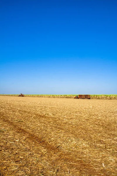 Bariri Sao Paulo Brazil October 2008 Sugar Cane Harvesting Brazil — Stock Photo, Image