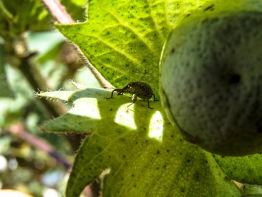 Mato Grosso, Brezilya, 19 Nisan 2006. Koza weevil (Anthonomus grandis) pamuk tomurcukları ve çiçeklerle beslenen bir böcek olduğunu.