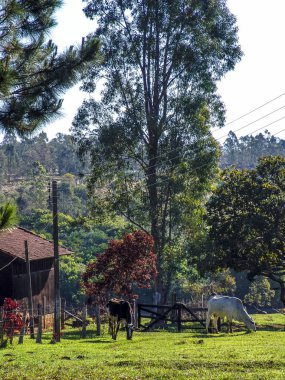 Brezilya'da mera üzerinde süt ineği