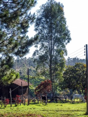 Brezilya'da mera üzerinde süt ineği