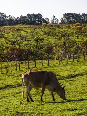 Brezilya'da mera üzerinde süt ineği