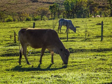 Brezilya'da mera üzerinde süt ineği
