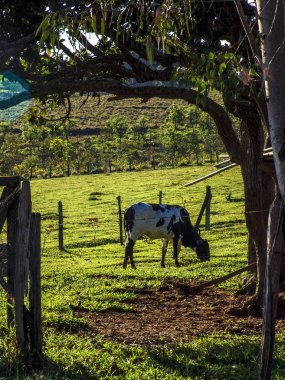 Brezilya'da mera üzerinde süt ineği