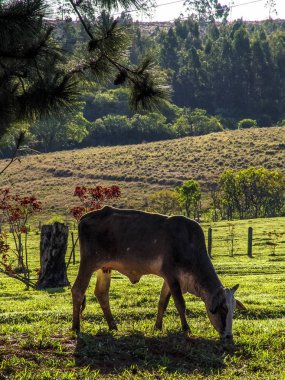 Brezilya'da mera üzerinde süt ineği
