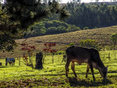 Brezilya'da mera üzerinde süt ineği