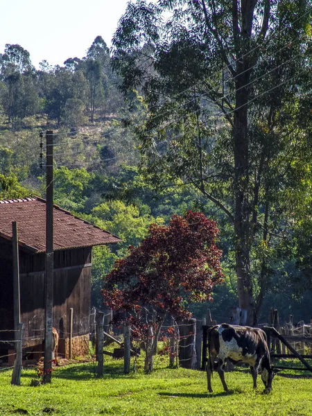 Dairy Cow Pasture Brazil — Stock Photo, Image