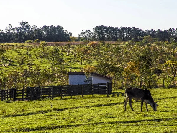 Vaca Lechera Pastos Brasil — Foto de Stock