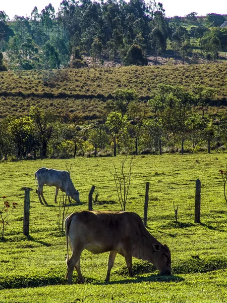 Mjölkkor Bete Brasilien — Stockfoto