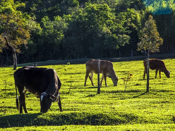 Αγελάδα Γαλακτοπαραγωγής Βοσκότοπους Στη Βραζιλία — Φωτογραφία Αρχείου