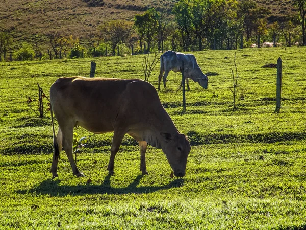 Brezilya'da mera üzerinde süt ineği