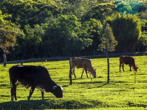 Melkkoe Weide Brazilië — Stockfoto