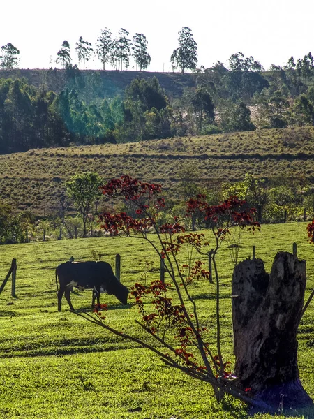Mleczne Krowy Pastwisku Brazylii — Zdjęcie stockowe