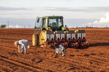 Herculandia, Sao Paulo, Brezilya, 29 Eylül 2019 Herculandia County 'de bir çiftliğe fıstık ekimi
