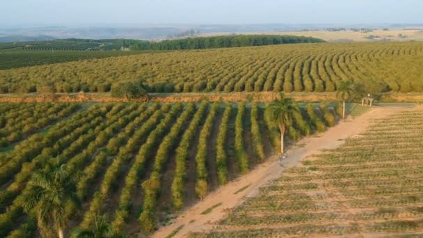 巴西绿咖啡田鸟瞰图 — 图库视频影像