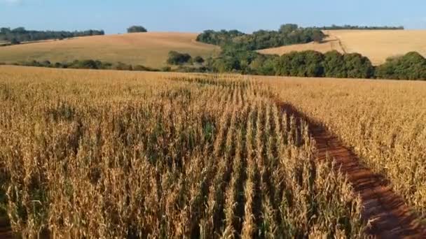 vue aérienne du champ de maïs sec au Brésil 