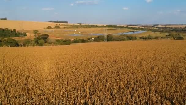 Вид Воздуха Поле Сухой Кукурузы Бразилии Бразилии — стоковое видео