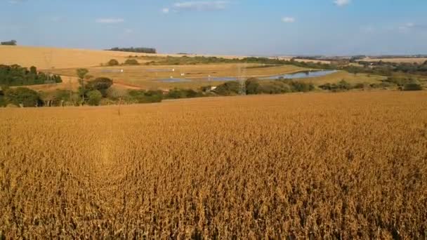 Vue aérienne du champ de maïs sec au Brésil au Brésil 