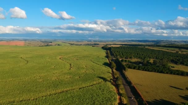 ブラジルのサトウキビ畑 田舎の道路や牧草地のドローンの空中ビュー — ストック動画