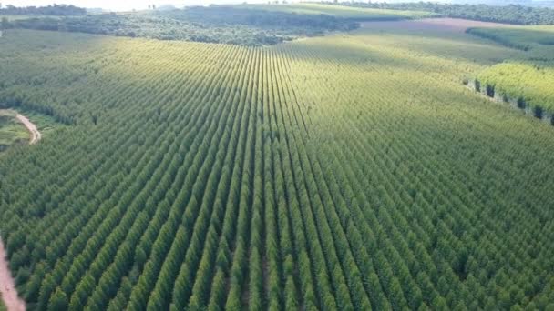 Vue aérienne d'un drone d'une forêt d'eucalyptus plantée au Brésil
