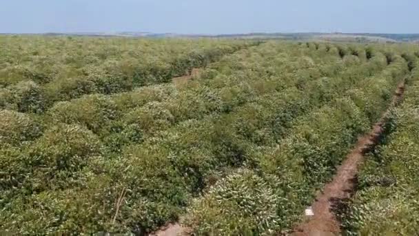 공중에서 커피나무의 브라질 — 비디오