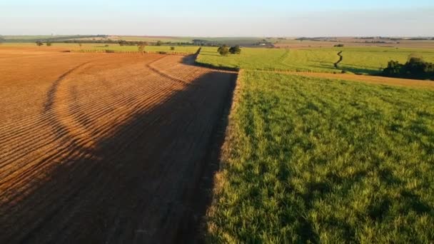 Aerial View Sugar Cane Field Brazil — Stock Video