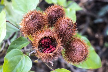 Achiote (Bixa orellana), Brezilya 'nın Sao Paulo eyaletindeki yerli halkları tarafından yaygın olarak kullanılan, dikenli kırmızı meyveler üreten büyük bir çalılıktır.