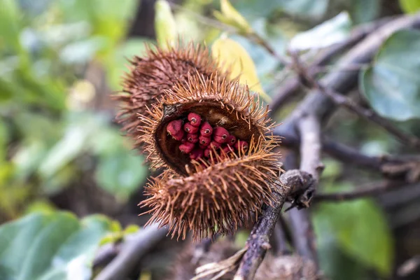 Achiote Bixa Orellana Velký Keř Nebo Malý Strom Produkuje Ostré — Stock fotografie