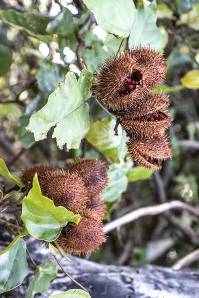 Achiote Bixa Orellana Arbusto Grande Pequeño Árbol Produce Frutos Rojos —  Fotos de Stock