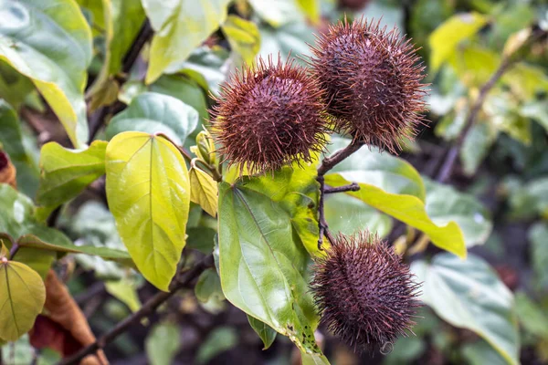 Achiote Bixa Orellana Velký Keř Nebo Malý Strom Produkuje Ostré — Stock fotografie