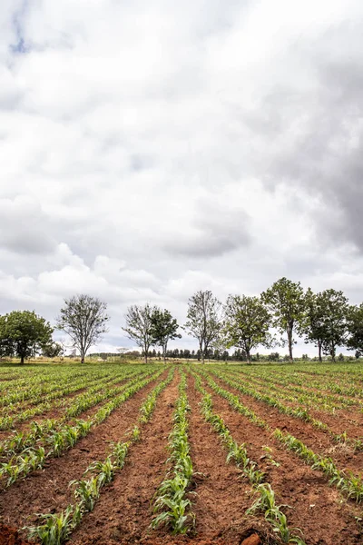 Kleines Maisfeld Brasilien — Stockfoto