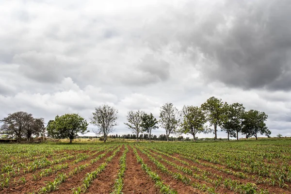 Little Corn Field Brazil — Stock Photo, Image