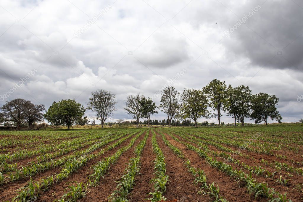 little corn field in Brazil