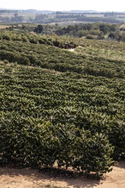 Brezilya 'nın Sao Paulo eyaletinde, Vera Cruz' da seçici odaklı beyaz renkli çiçeklerle birlikte kahve ağacı çiçek açar.