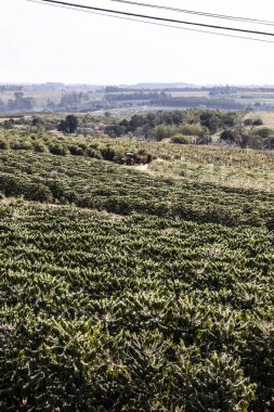 Brezilya 'nın Sao Paulo eyaletinde, Vera Cruz' da seçici odaklı beyaz renkli çiçeklerle birlikte kahve ağacı çiçek açar.